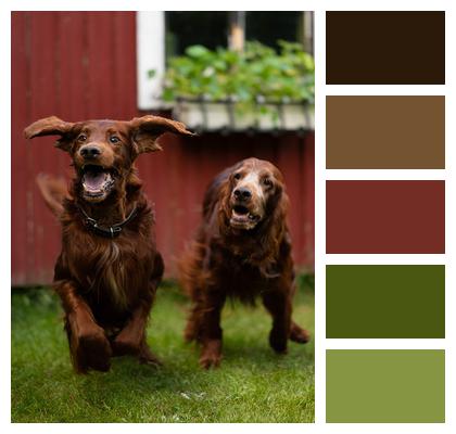 Irish Red Setters Dogs Pets Image